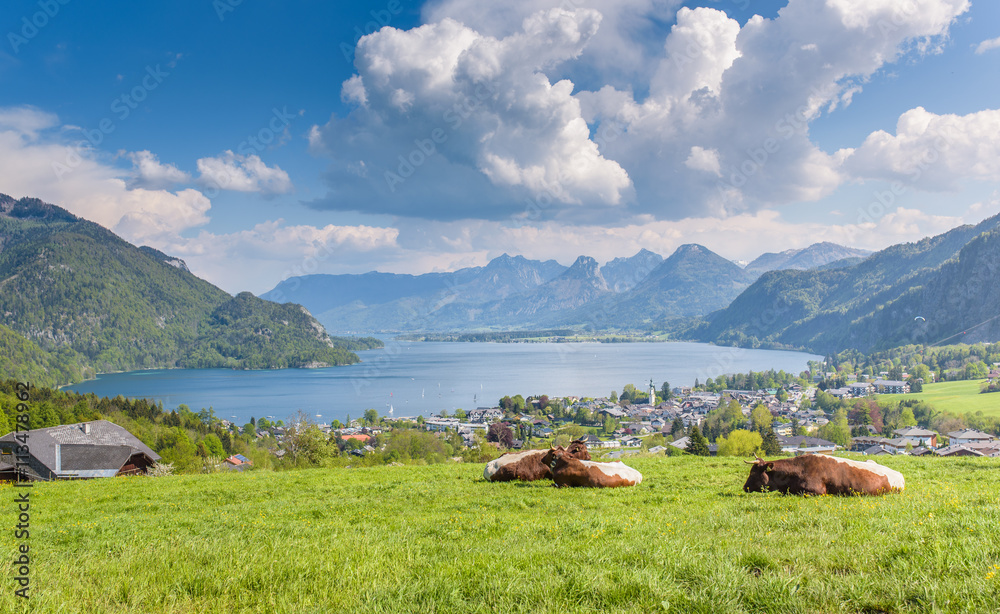 Cows on Meadow, Lake Wolfgangsee, Salzkammergut, Upper Austria, Austria