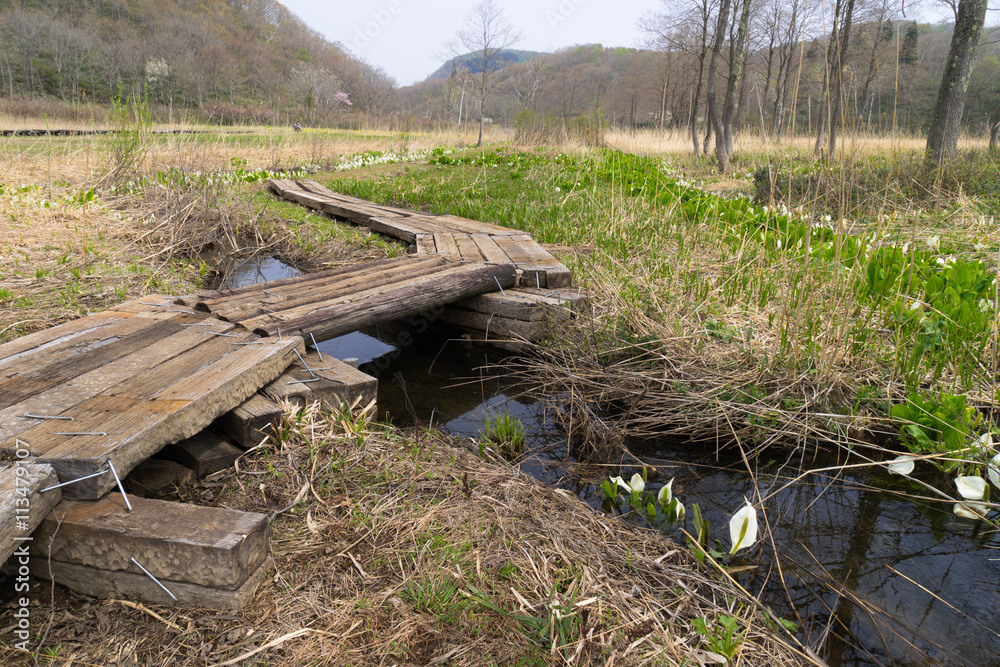 Obraz premium 春の湿原