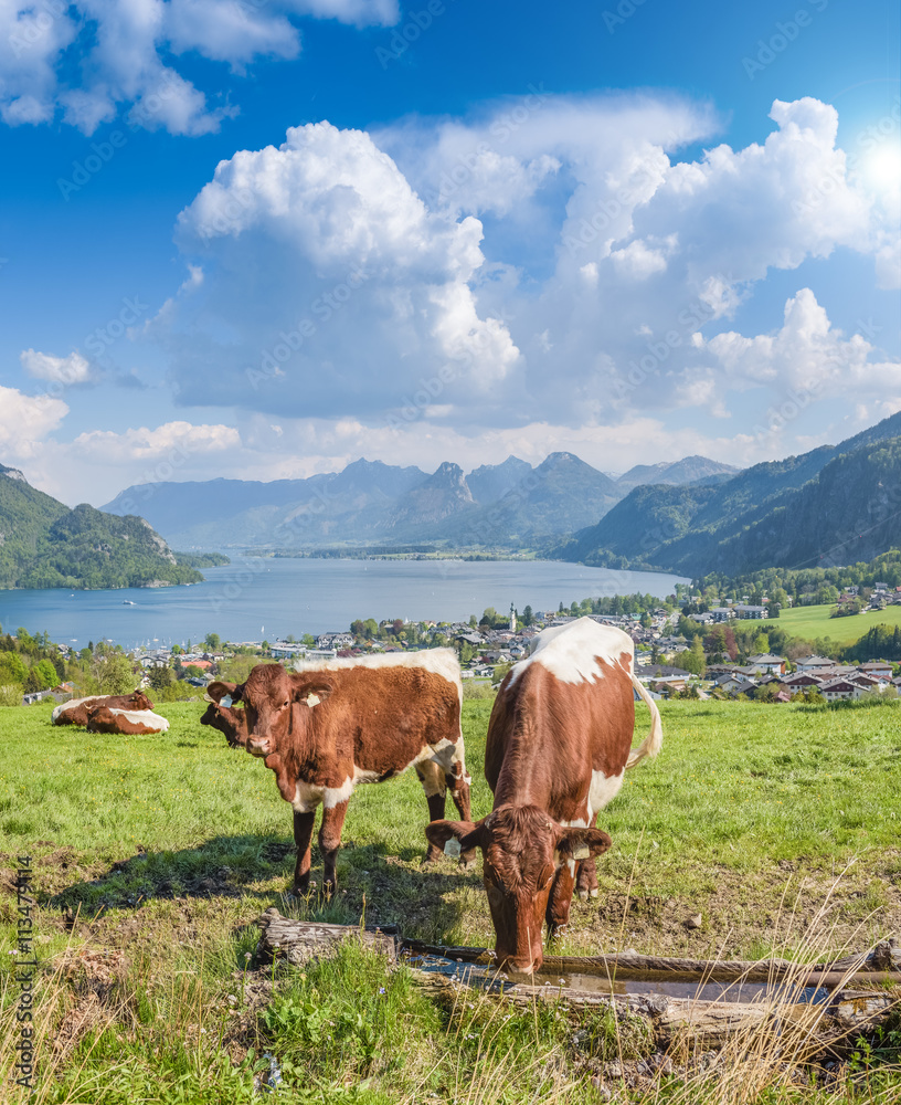 Cows on Meadow, Lake Wolfgangsee, Salzkammergut, Austria