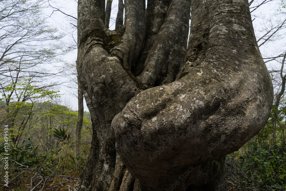 Obraz premium 赤池周辺のブナの大木