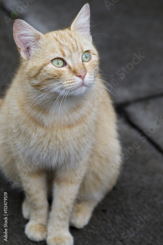 Ginger cat sitting on pavement and staring up