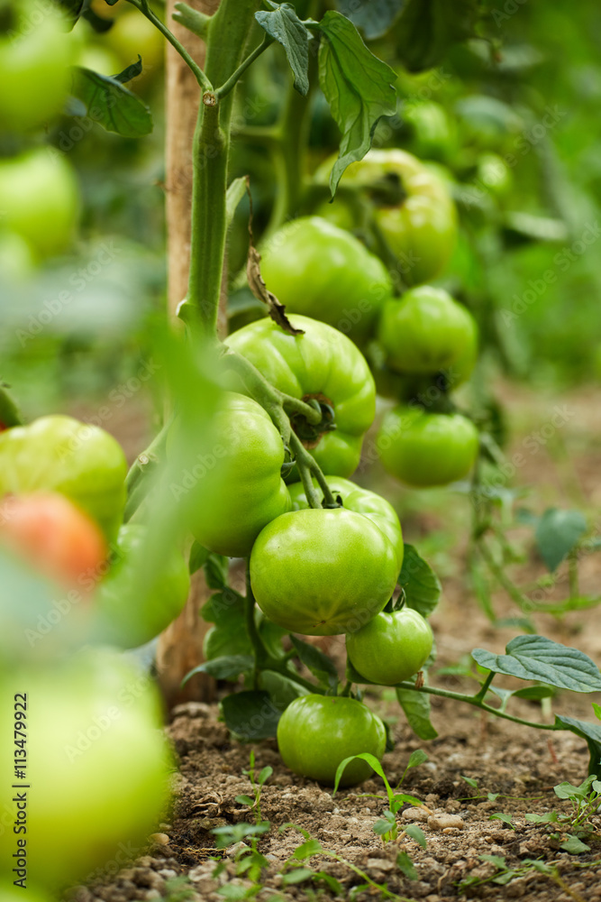 Tomatoes on vines in a greenhouse Tomatoes on vines in a greenhouse