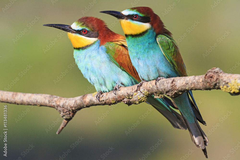 European bee-eater sit together