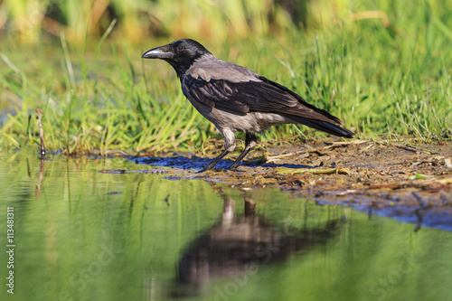 Hooded crow and reflection in the lake