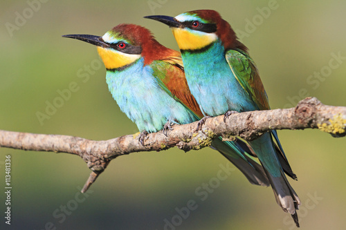 European bee-eater sit together