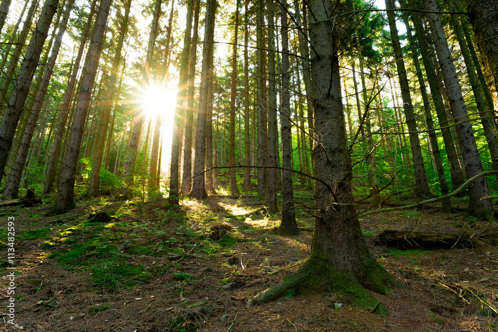 Sonnenaufgang im Wald