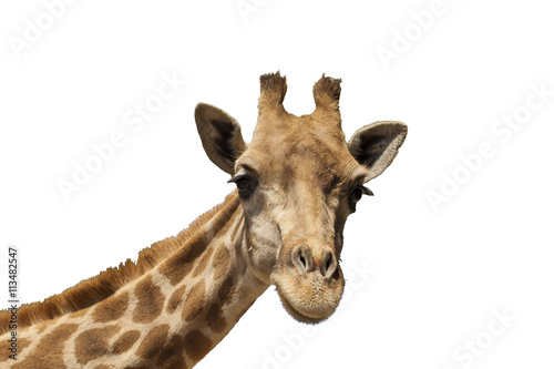 Girafa isolada em fundo branco
