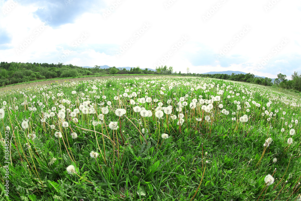 Beautiful dandelion flowers on meadow with sunlight Beautiful dandelion flowers on meadow with sunlight