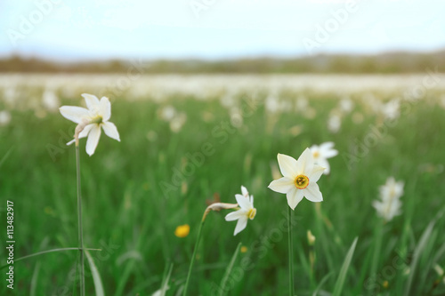 Beautiful daffodil flowers on meadow with sunlight