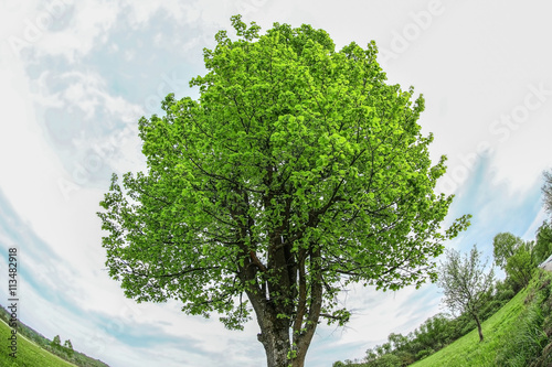 Green tree with leaves on a spring day