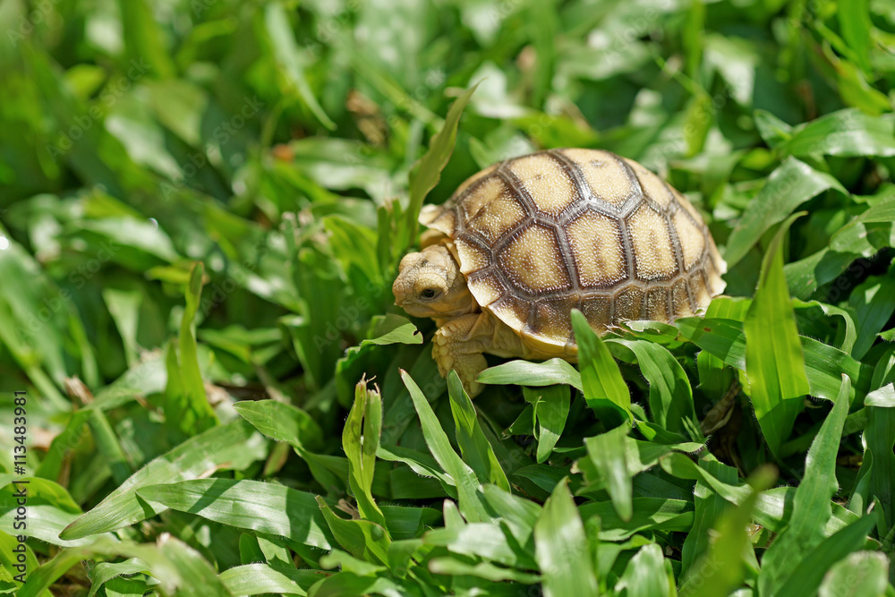 african spurred tortoise or geochelone sulcata african spurred tortoise or geochelone sulcata
