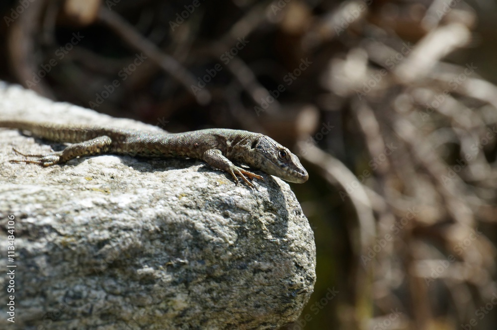 A common wall lizard Podarcis muralis looks calmly and attentive in the direction of the observer. He is at the edge of a grey and white mottled crude stone. May, North Italy. A common wall lizard Podarcis muralis looks calmly and attentive in the direction of the observer. He is at the edge of a grey and white mottled crude stone. May, North Italy.