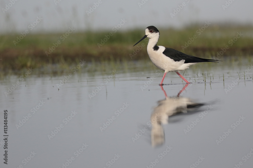 Obraz premium Black-winged stilt, Himantopus himantopus