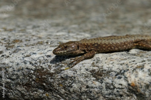 A common wall lizard Podarcis muralis looks calmly and attentive in the direction of the observer. He is at the edge of a grey and white mottled crude stone fading into a blurred background.