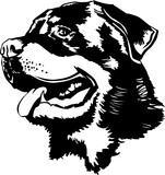 Rottweiler head drawing