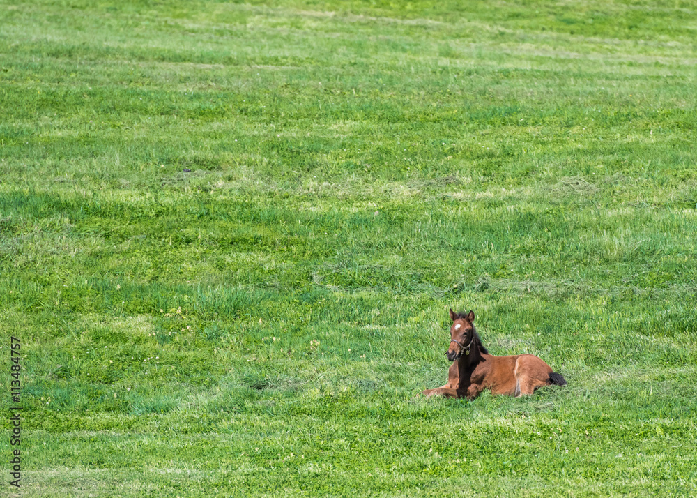 Brown Foal Lays in Green Field Brown Foal Lays in Green Field