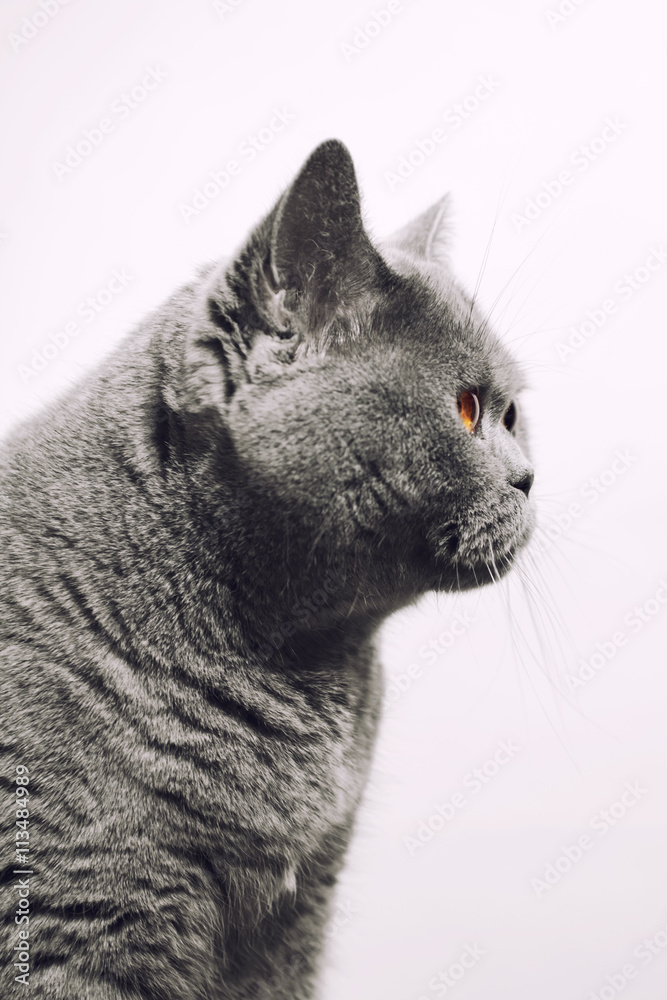 gray shorthair British cat