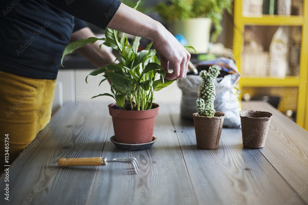 Mid section of woman planting pot plants at home Mid section of woman planting pot plants at home
