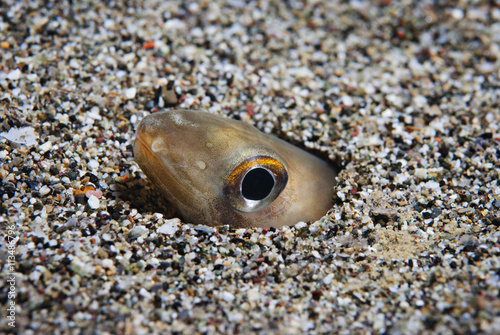 Close up of conger peeking from sand in sea