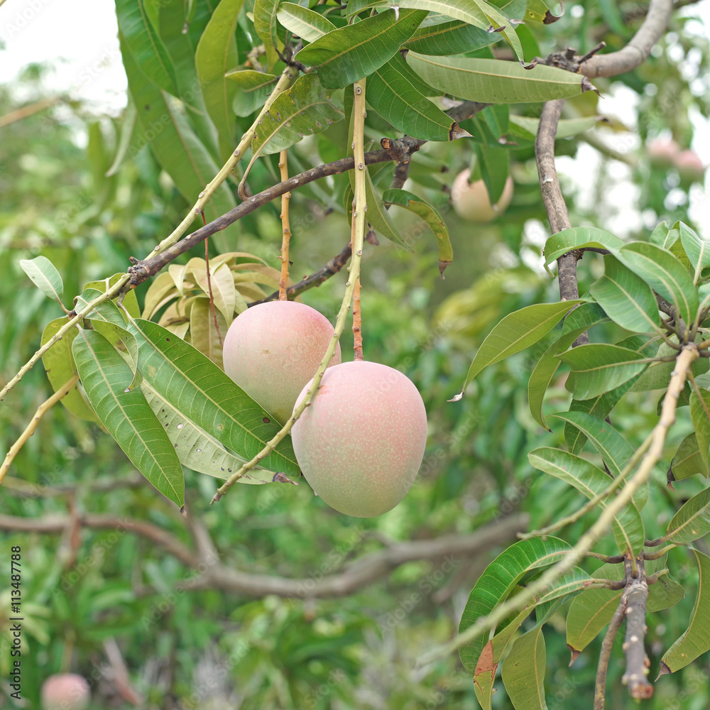 young R2E2 mango on tree