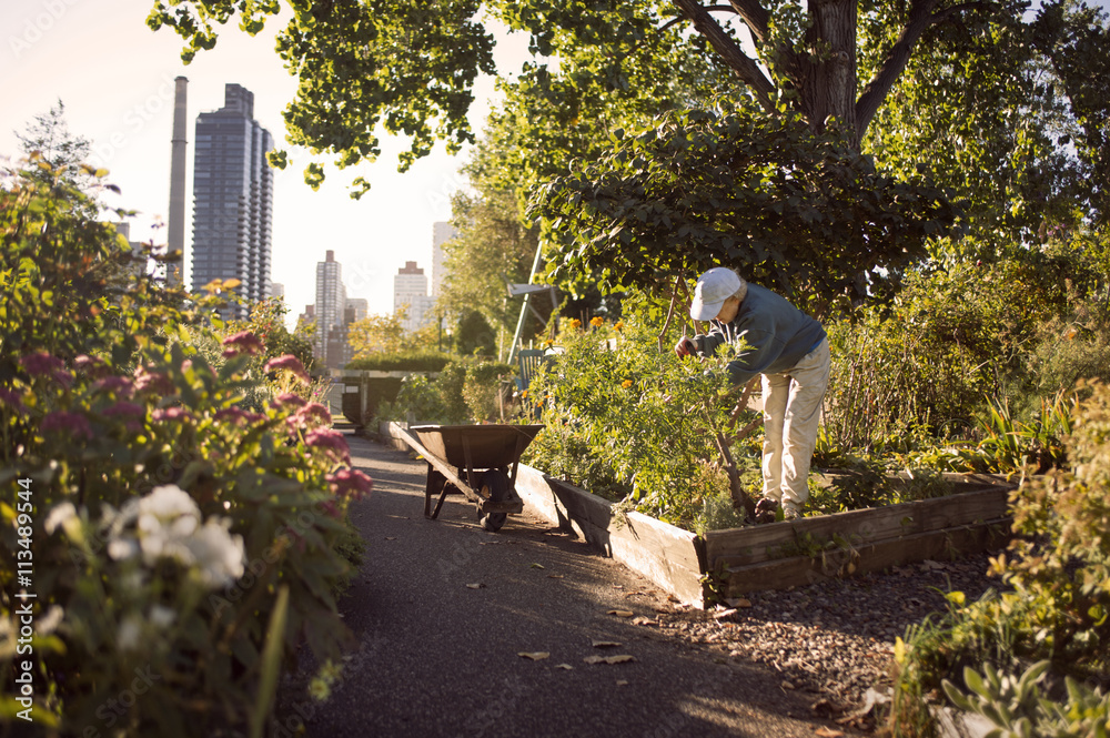 Senior woman gardening at community garden