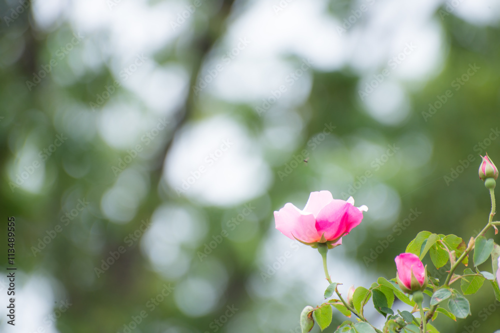 Obraz premium 咲き始めたバラ