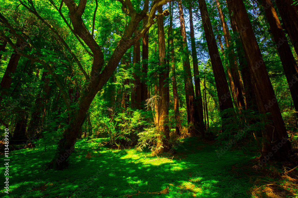 Fototapeta premium Beautiful shot of the deep woods full of green trees in the American West