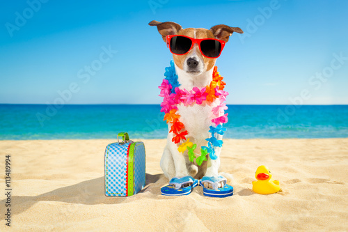 tourist dog at the beach photo