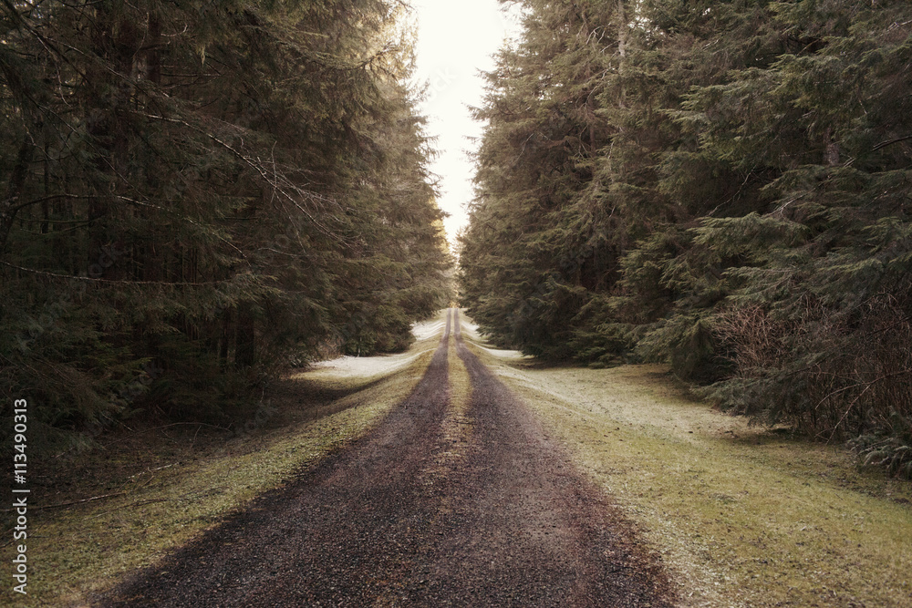 Empty dirt road amidst trees Empty dirt road amidst trees