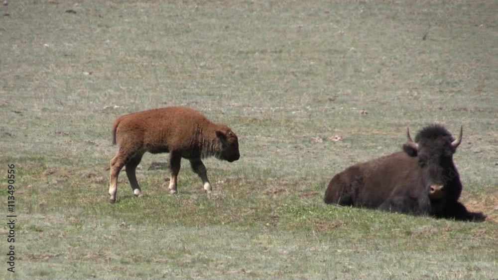 Bison Cow and Calf Bison Cow and Calf
