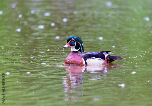 Wood duck male or Carolina duck is a species of perching duck found in North America. It is one of the most colorful North American waterfowl. They come to northern Canada to breed in summer in trees.