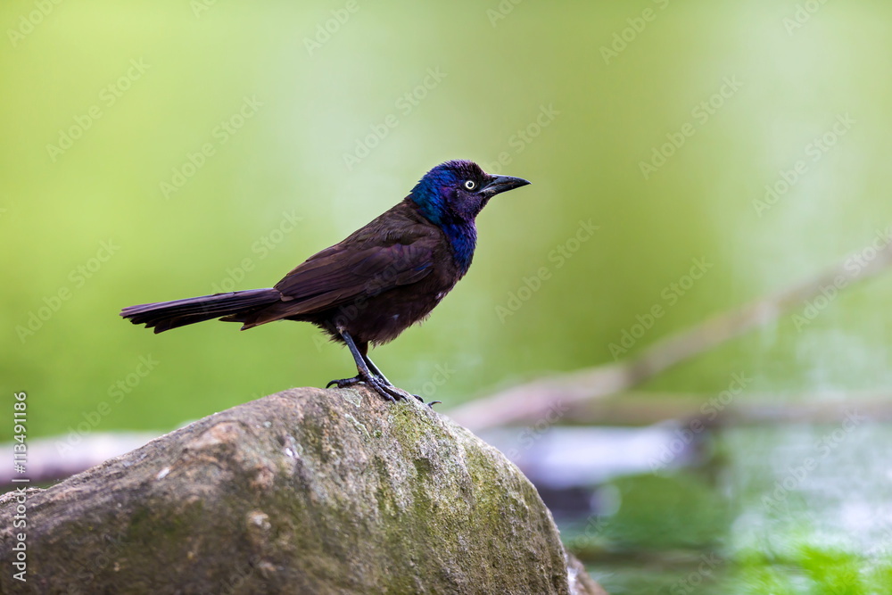 Common Grackles are blackbirds that look like they've been slightly stretched. They're taller and longer tailed than a typical blackbird, with a longer, more tapered bill and glossy-iridescent bodies.