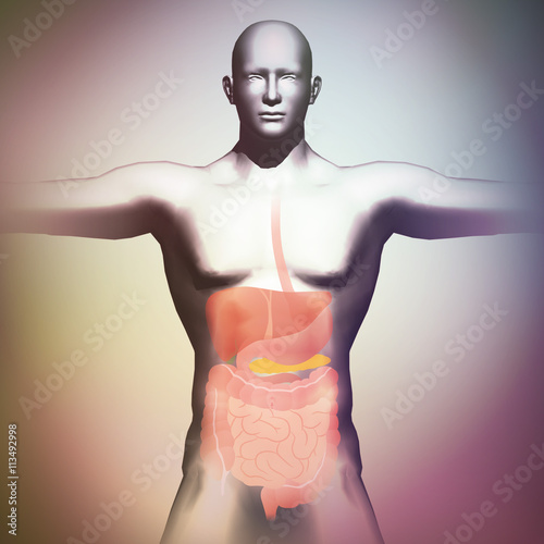 human body and digestive organs, 3D illustration photo