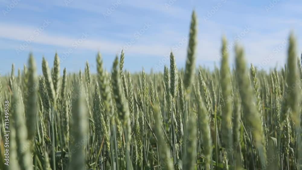 Wheat Field Waves Moved by Summer Wind Pan Nature Background Wheat Field Waves Moved by Summer Wind Pan Nature Background