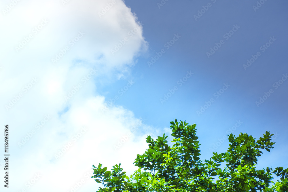 Clouds and sky and leave are dark green and light green.Background nature and background for enter text and etc. Clouds and sky and leave are dark green and light green.Background nature and background for enter text and etc.