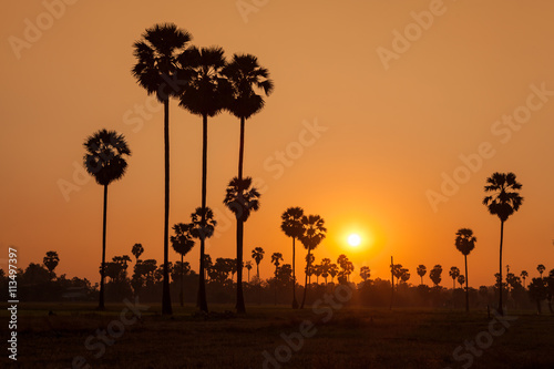 Sugar palm and rice filed during sunset