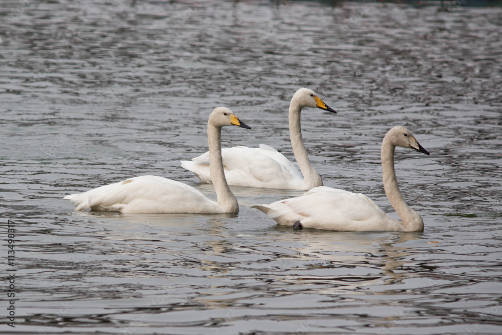 Fototapeta premium The graceful swan