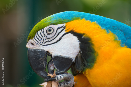 Blue-and-yellow macaw close-up