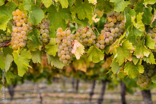 ripe chardonnay grapes in vineyard photo