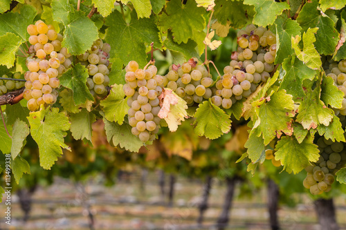 ripe chardonnay grapes in vineyard