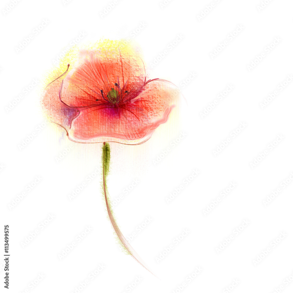 Obraz premium Watercolor painting poppy flower. Isolated flower on white background. Pink and red poppy flower painting. Hand painted watercolor floral, flower background.