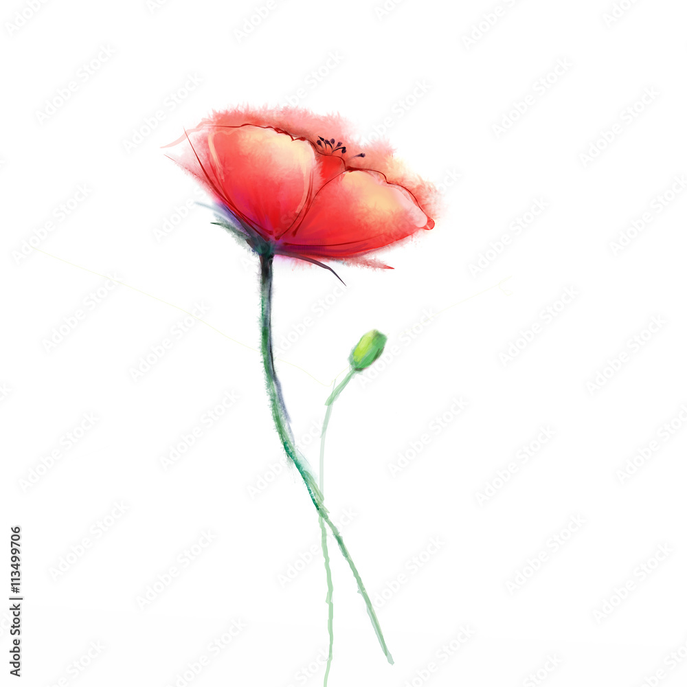 Obraz premium Watercolor painting poppy flower. Isolated flower on white background. Pink and red poppy flower painting. Hand painted watercolor floral, flower background.