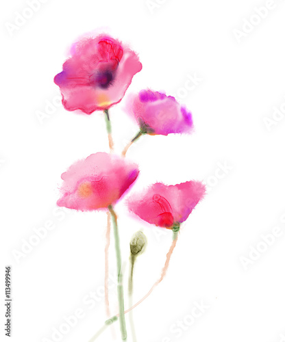 Watercolor painting poppy flower. Isolated flowers on white background. Pink and red poppy flower painting. Hand painted watercolor floral, flower background.