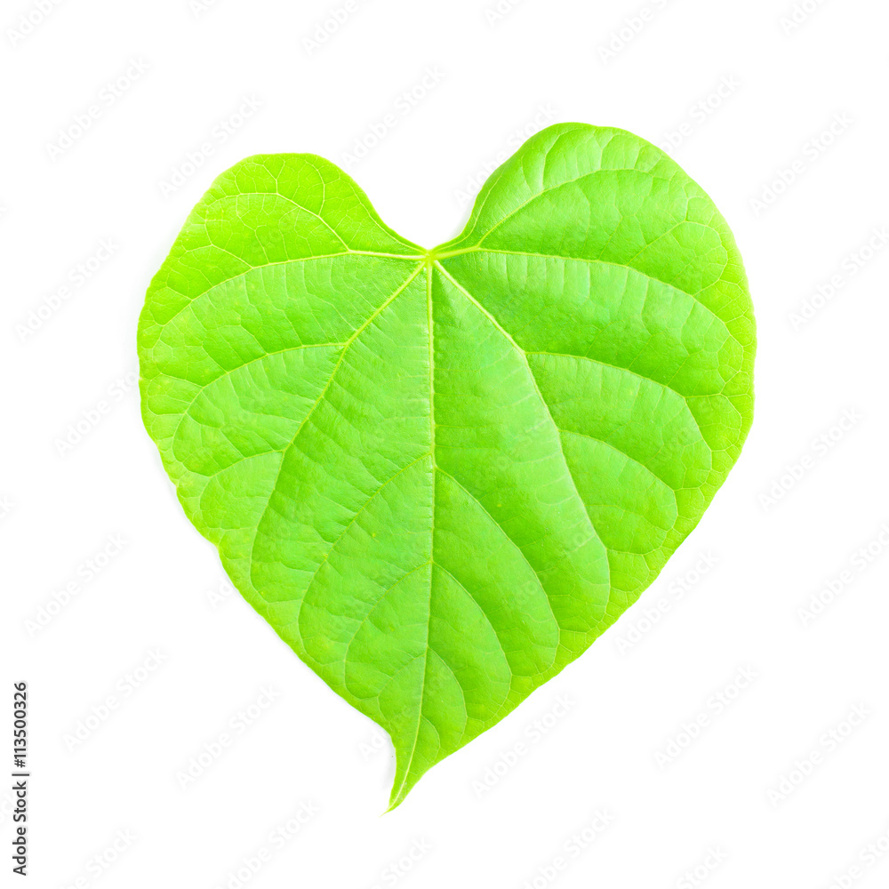 Leaves heart shape Isolated on white background. Leaves heart shape Isolated on white background.
