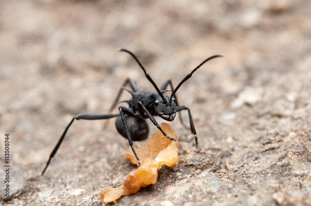 Close up of Black Ant (Polyrhachis armata)