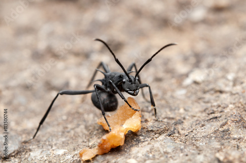 Close up of Black Ant (Polyrhachis armata) © miraclebuggy