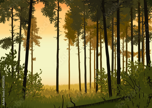 forest landscape illustration