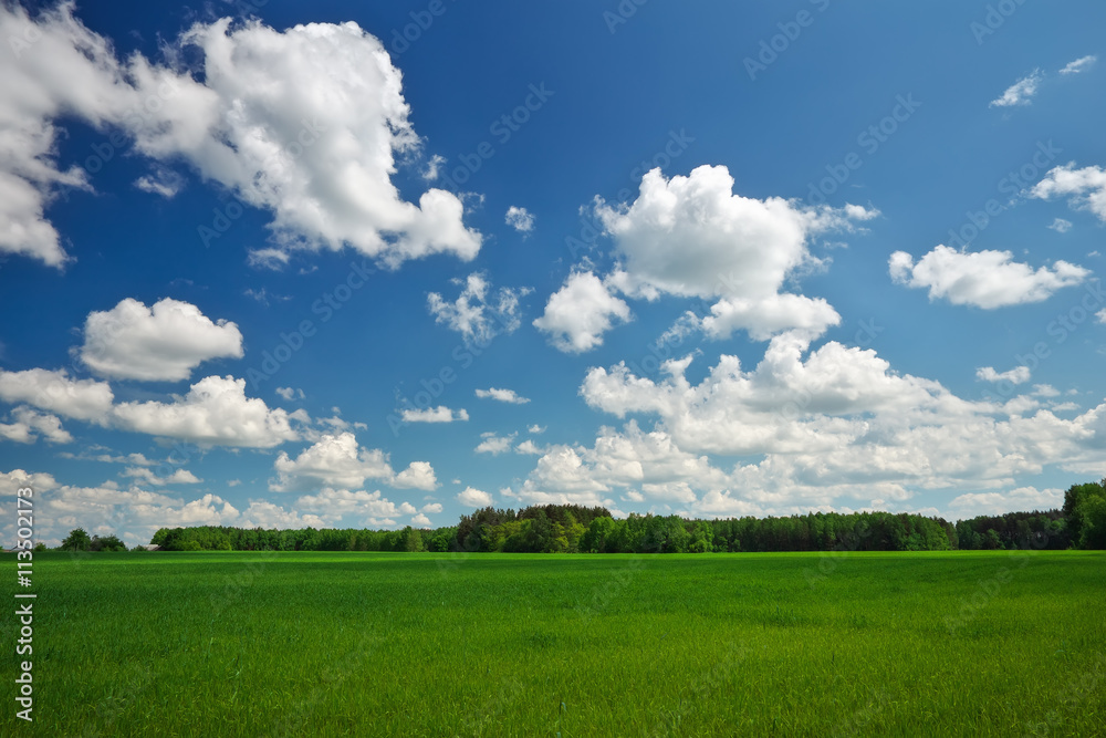 Beautiful spring landscape. Field of grass and perfect sky Beautiful spring landscape. Field of grass and perfect sky