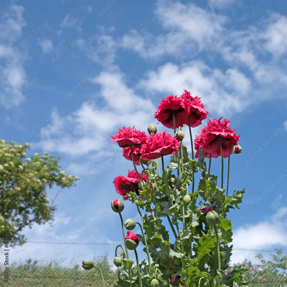 Schlafmohn Samen – Papaver Somniferum, Gefüllte Blüten, Farben-MIX, über 2.500 Samen – Einjährig Für Den Garten