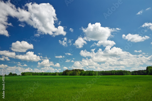 Beautiful spring landscape. Field of grass and perfect sky © es0lex
